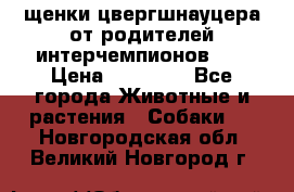 щенки цвергшнауцера от родителей интерчемпионов,   › Цена ­ 35 000 - Все города Животные и растения » Собаки   . Новгородская обл.,Великий Новгород г.